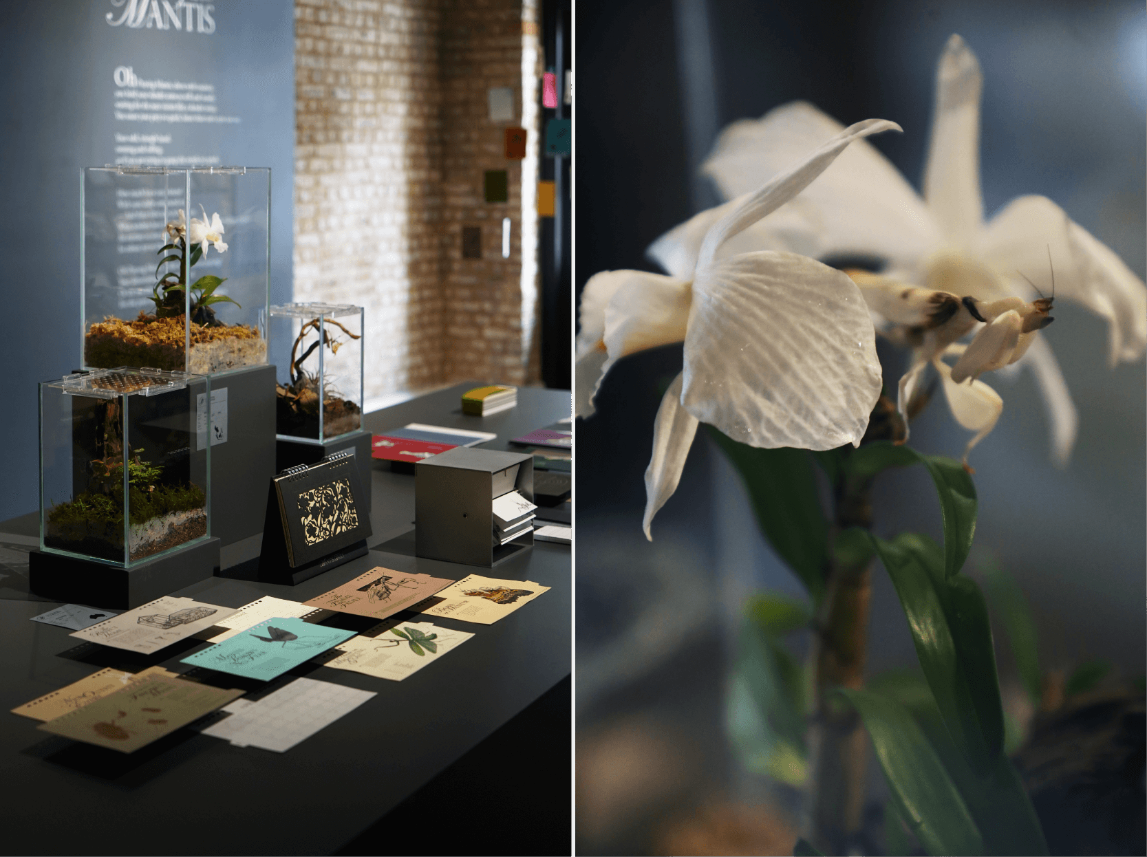 Alexander_McQueen_CNY2022_Red_Packet_03